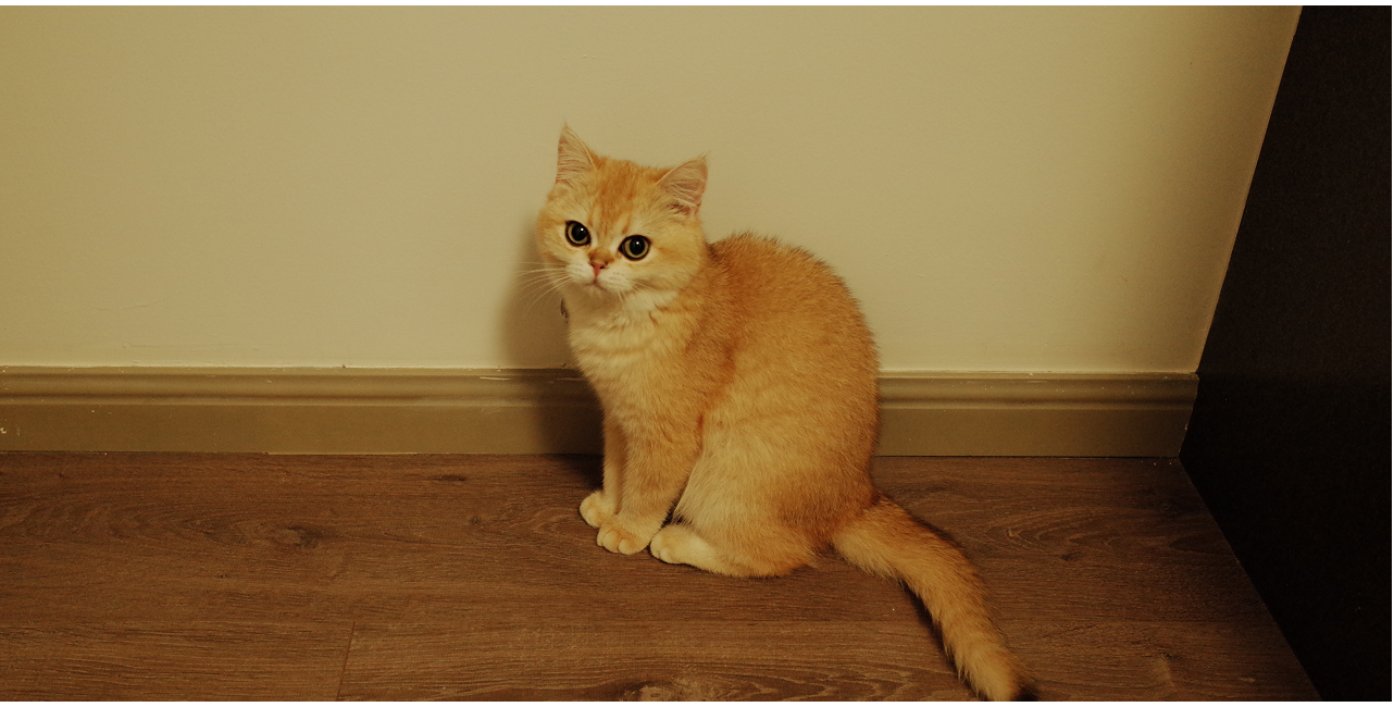 Wo Wo Tou, a golden shaded cat